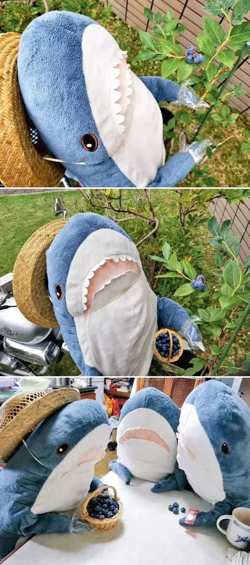 日推网友分享：被幸福饲养的鲨鱼宝宝，每一张都戳中萌点