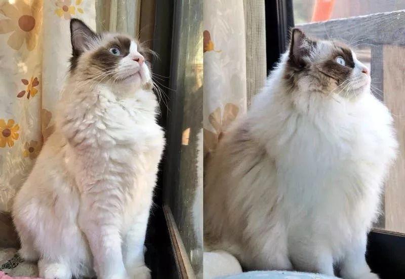 猫毛梳毛神器推荐,去猫毛神器推荐实测有效第一