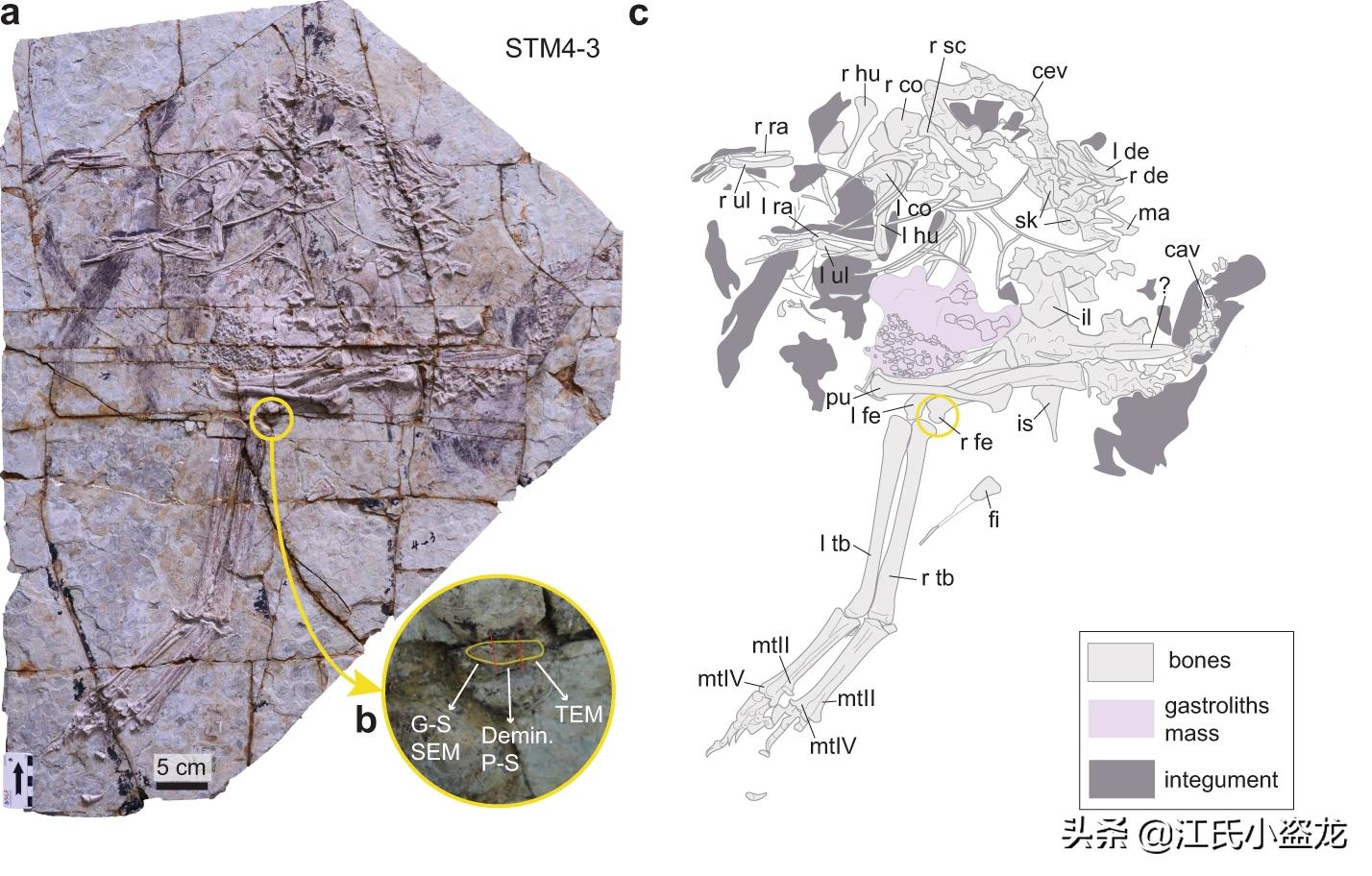 中国科学家揭秘恐龙皮肤化石,科学家用恐龙化石克隆出一只恐龙