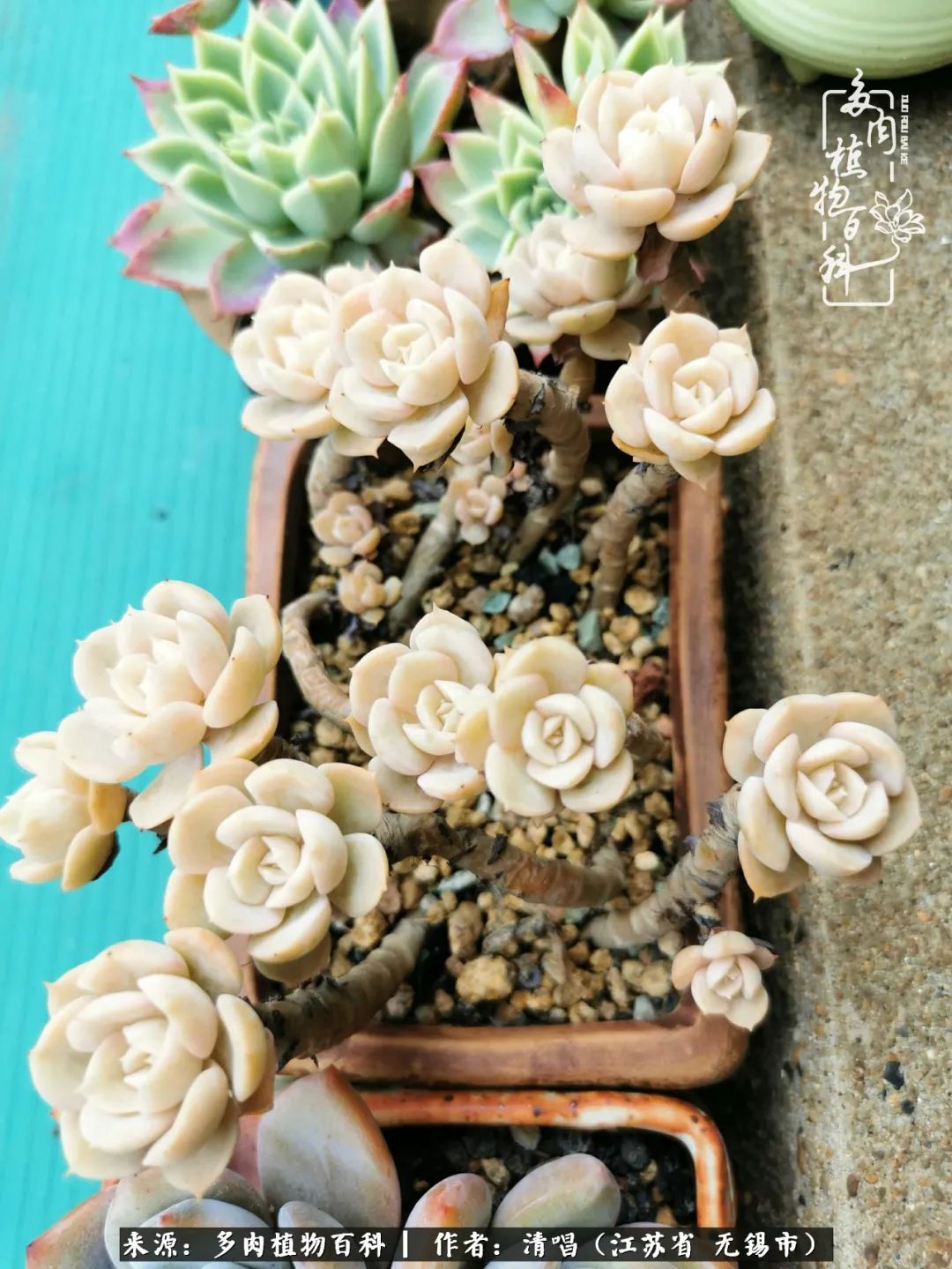 多肉植物百科好看又好养的多肉,喜欢多肉的朋友欢迎光临多肉园艺