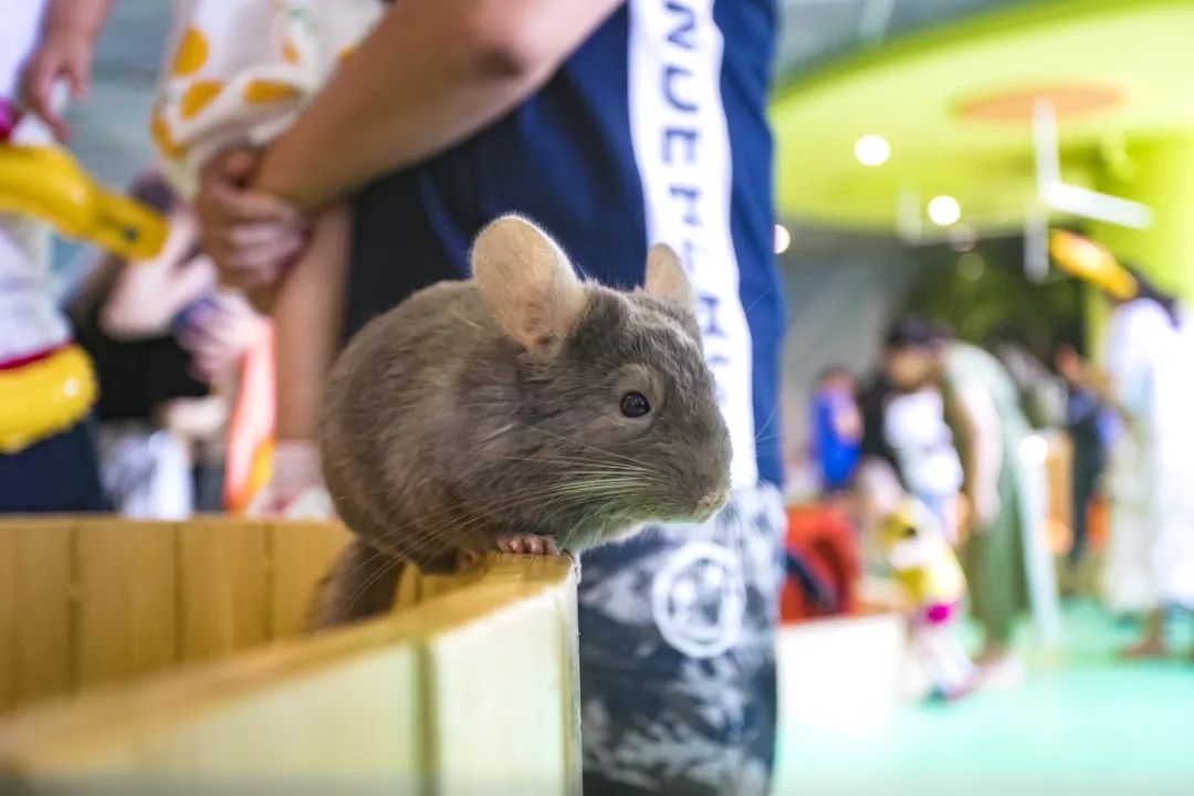 海昌萌宠乐园在几楼,海昌萌宠南通