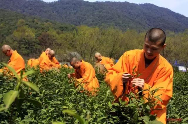 农禅并重完整版,农禅并重的寺院