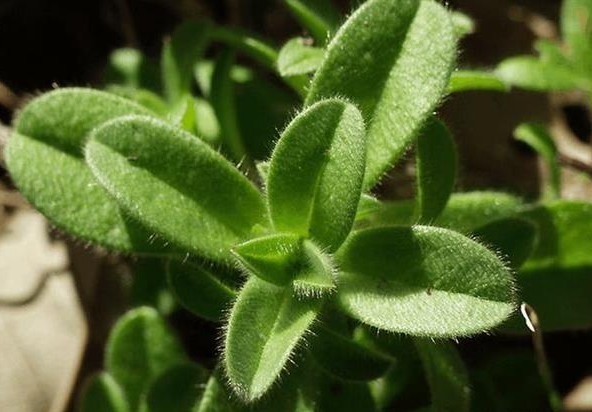 农村的野花野草哪几种可以吃,常见的野花野草却是农家之宝