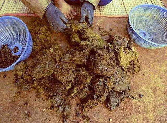 最贵的咖啡猫屎咖啡,最贵猫屎咖啡10万