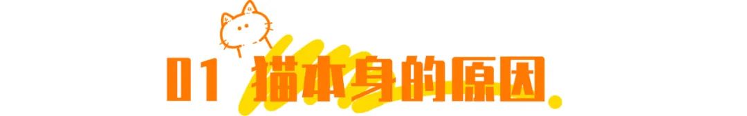 抖音特别能尿床的猫,猫咪尿床发抖音