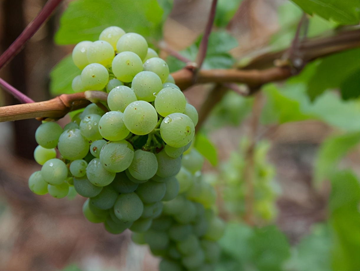 德国雷司令白葡萄酒怎么选,德国雷司令白葡萄酒高清图片