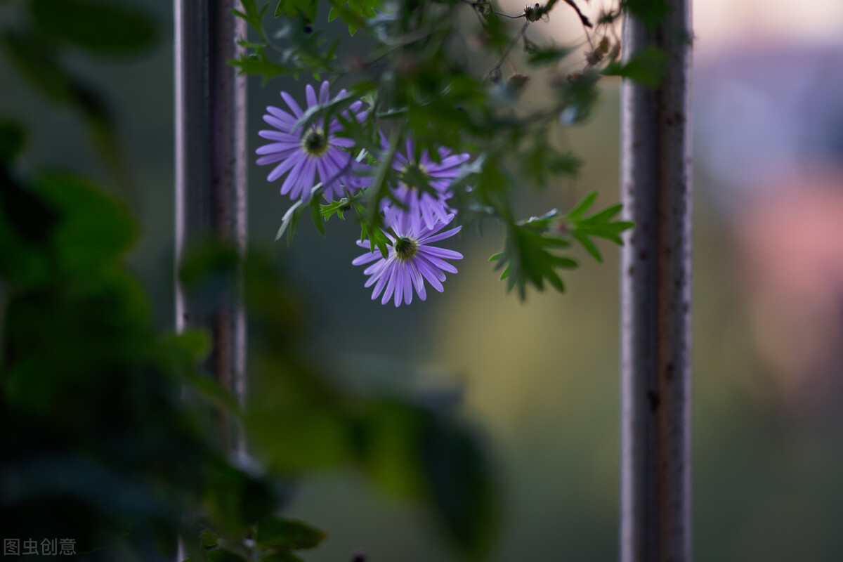 90岁老奶奶的养花生活记录,小阳台养花草