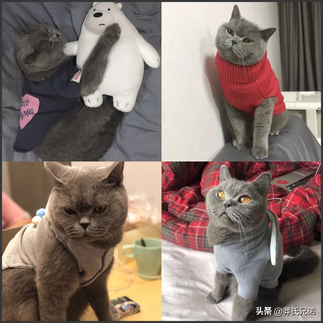 宠物秀场最新动态,亚宠展宠物时装秀人气火爆现场