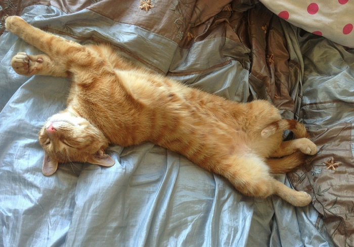 爱猫体检后发现白细胞增多就是有疾病？主因是猫压力过大