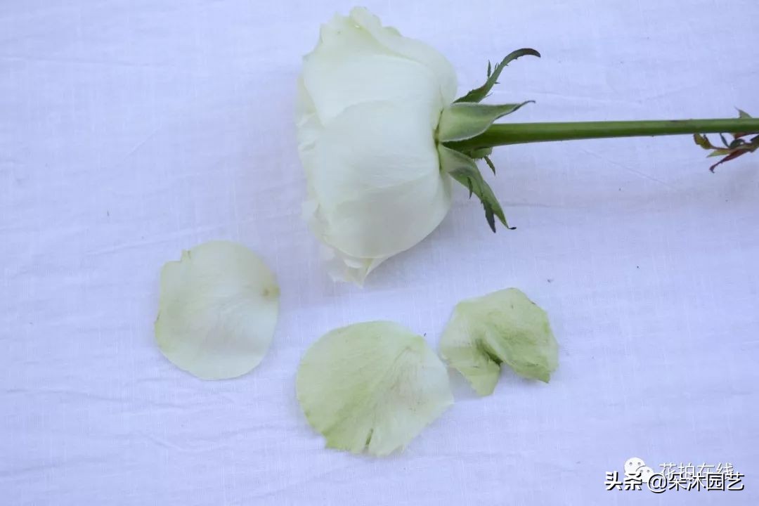 科普|别再吐槽啦，玫瑰不“新鲜”才是正常的！那叫保护瓣儿~
