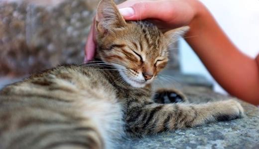 猫癣是猫咪常见的疾病,常见的猫咪皮肤病