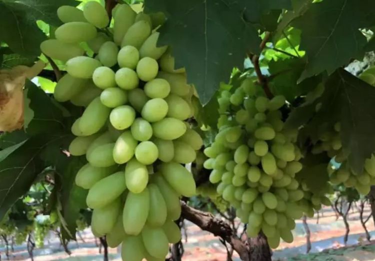 果树打农药可以用赤霉素吗,赤霉素能与哪些杀虫剂混用