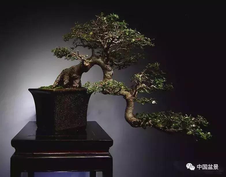 文人飘枝盆景图片欣赏,斜杆式飘枝盆景图片欣赏