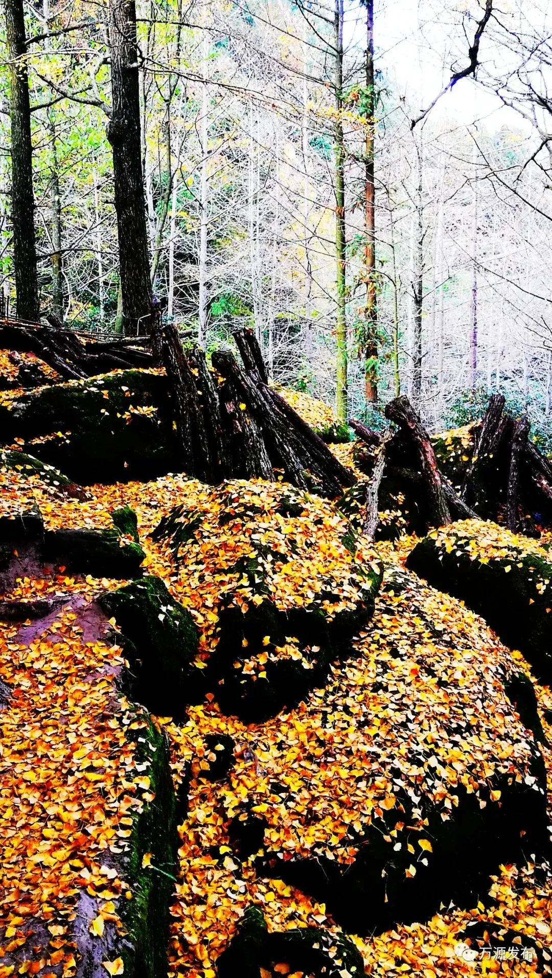 看万山红遍层林,看漫山红遍层林尽染国画