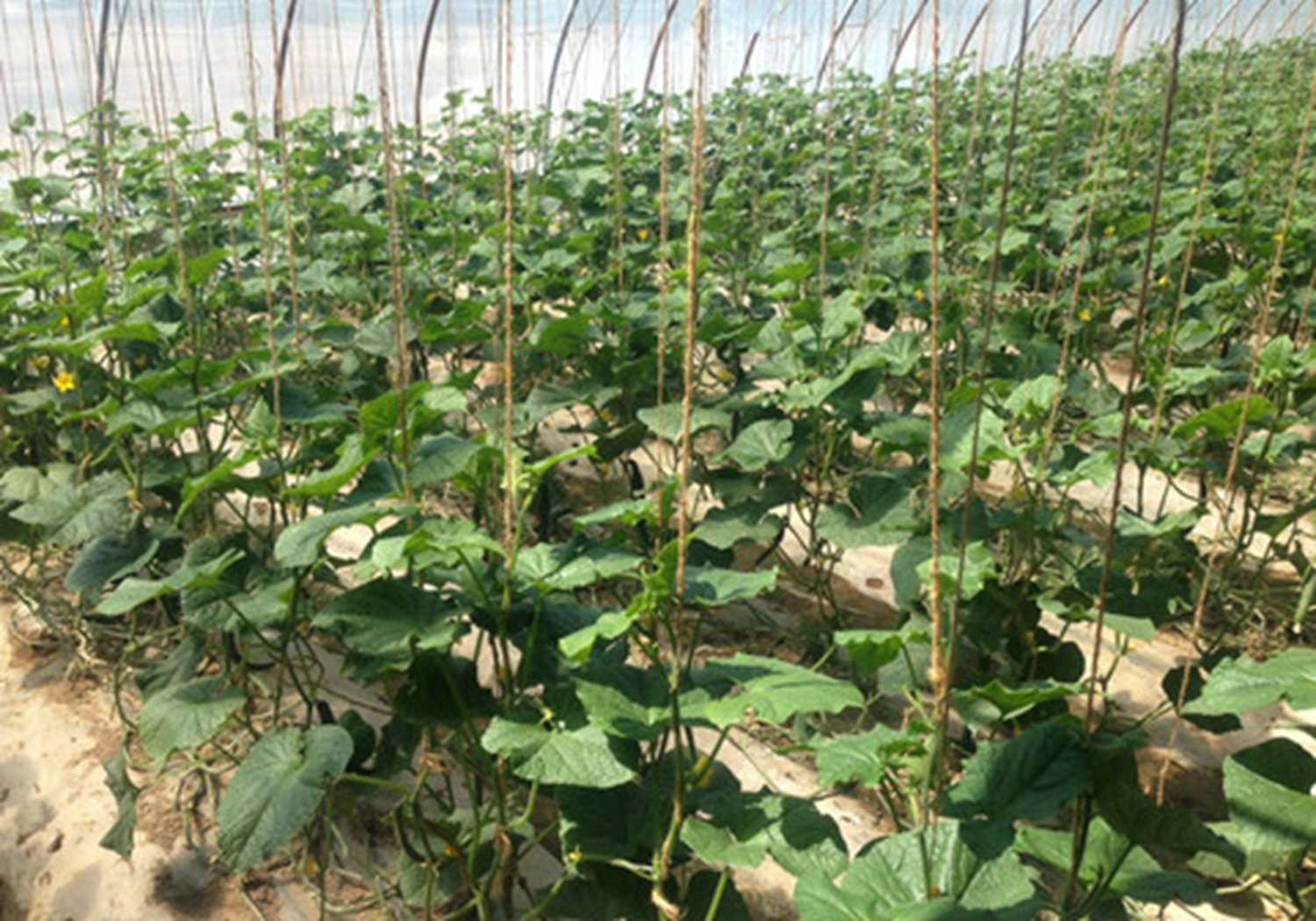 黄瓜阳畦育苗技术，老农说苗床的管理很重要，你学会了吗？