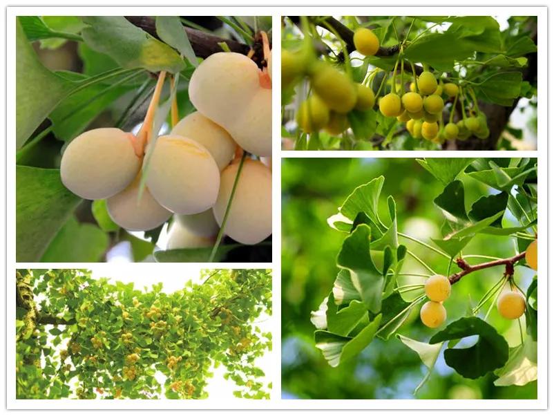 四川白果猪肚汤,白果猪肚鸡做法