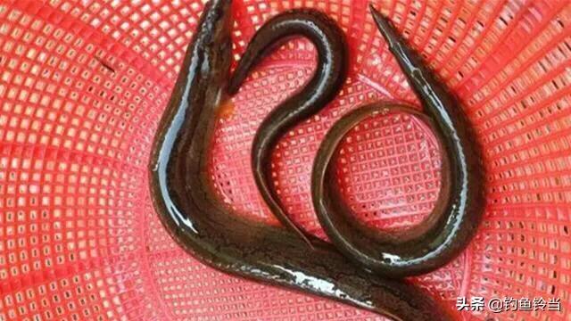 又到了最适合垂钓的季节,又到秋季了如何钓鱼