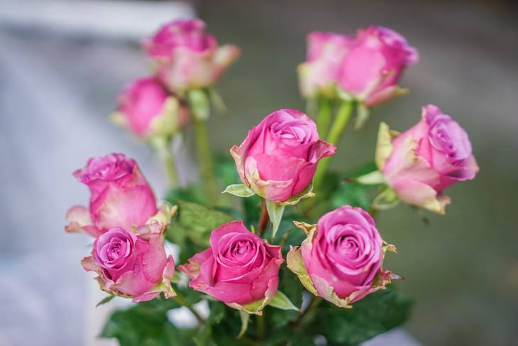 玫瑰美丽与爱情的象征,玫瑰象征爱情的颜色