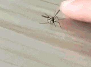 一场来自蒜味的持久战，每一个吃蒜星人不知道的事（菲李漫画）