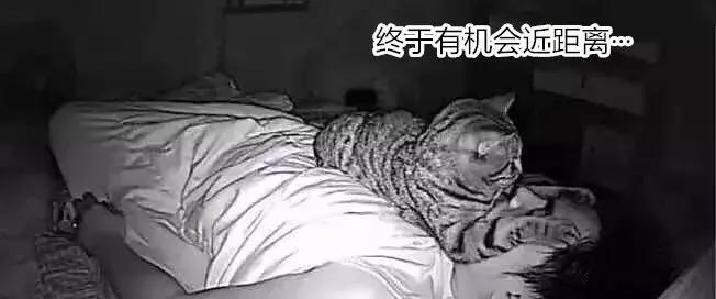 养了九年的猫突然对我有攻击性,养了两年的猫对我特别防备