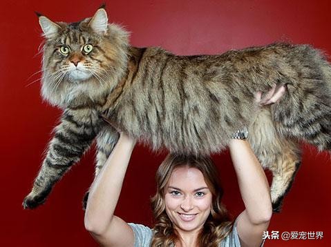 大型猫咪缅因猫疾病多吗,缅因猫