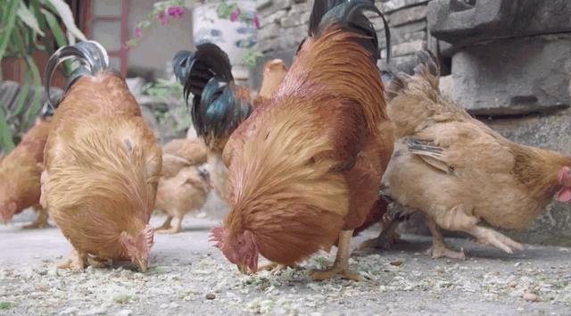 楦℃儏鍥涘皠闊╁紡鐐搁浮浼樻儬鍥㈣喘,楦℃儏鍥涘皠