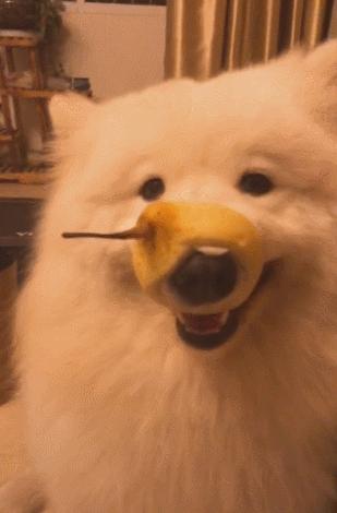 狗狗偷吃被逮个正着,狗狗偷吃罐头主人拿刀吓它