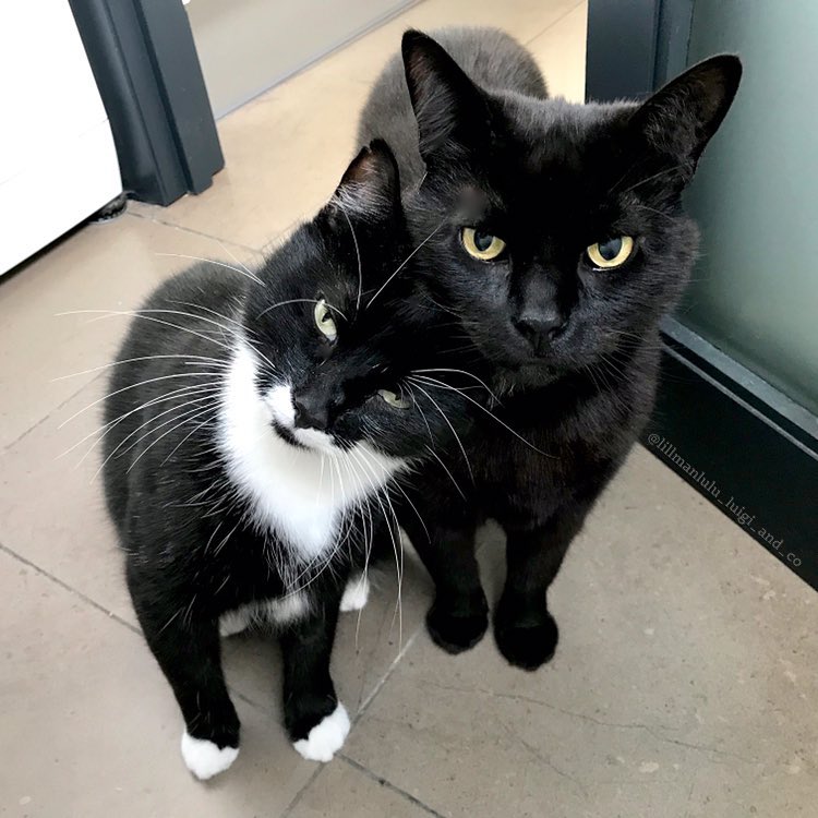 辟谣猫咪并非黑夜都能看得清,辟谣猫咪背锅谣言