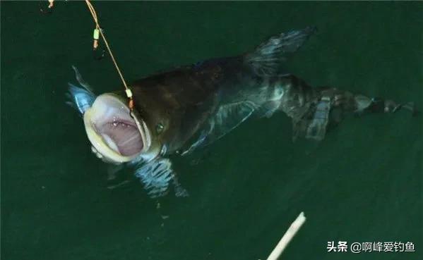 鲢鳙到底怎么钓才能钓得多,鲢鳙怎么才好钓