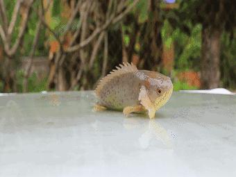 美味但少有人吃，有着强悍的“鱼生”，却被钓鱼人叫成“过街鼠”