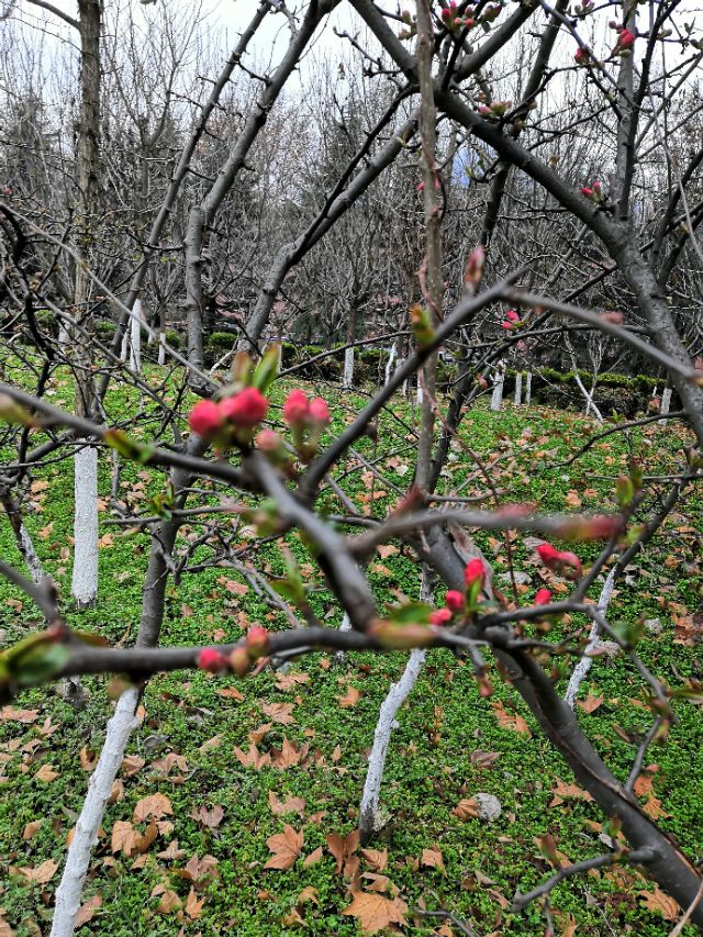 疫情时期的奇怪现象,疫情期间奇怪天气现象