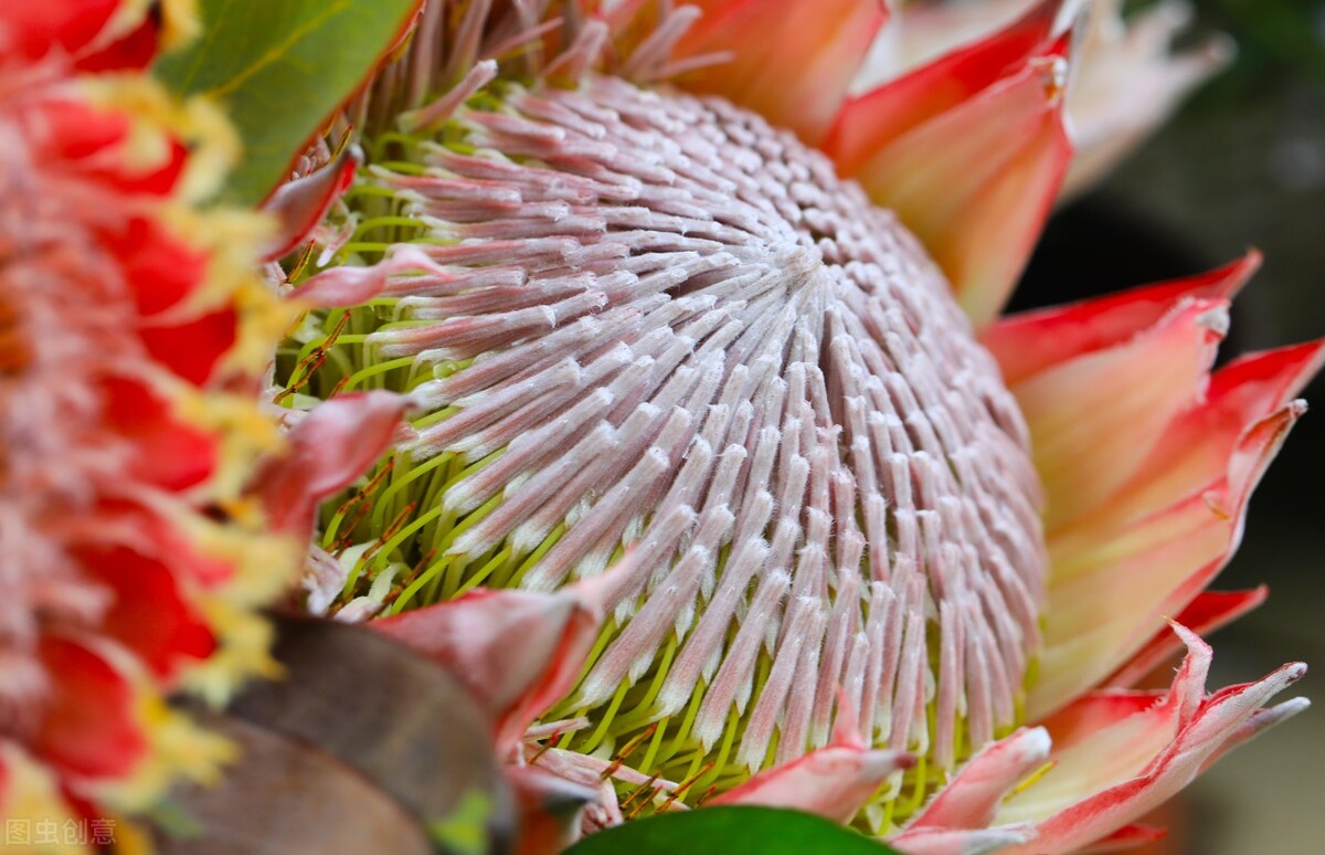 认识帝王花,帝王花和公主花是高端花吗图片