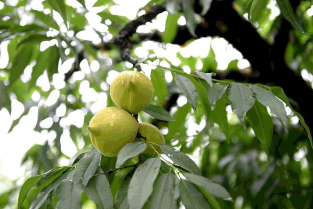 长鹰嘴的怪桃子,桃中贵族,一年只卖20天,想吃还得拼手速