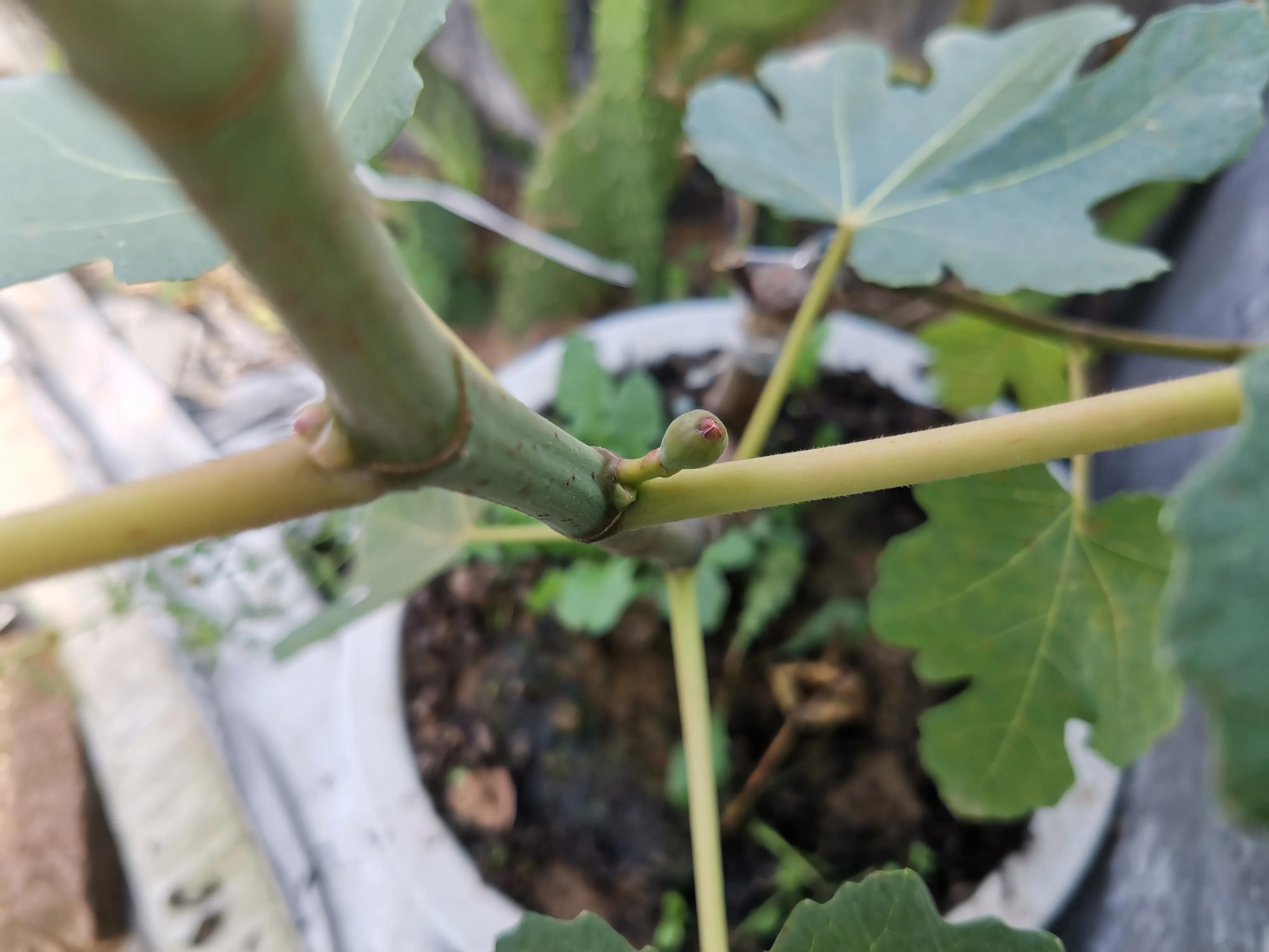 口感最好的无花果图片,颜值很高的无花果