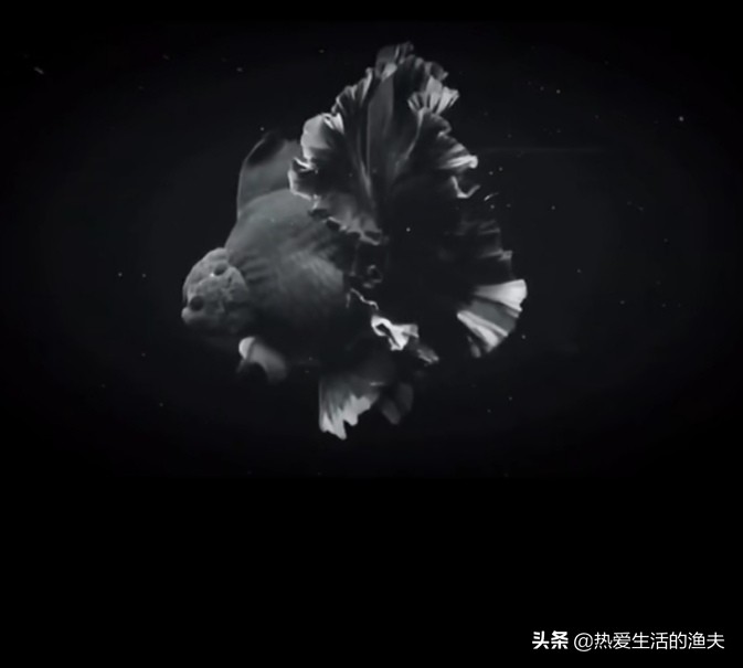 金鱼喂什么才能长得快,兰寿金鱼怎么喂长得又肥又大