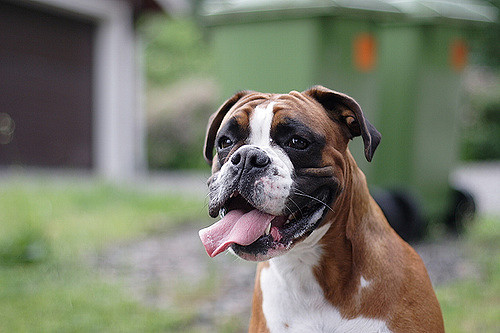 最漂亮的优秀工作犬是什么犬,最适合新手养的狗狗工作犬