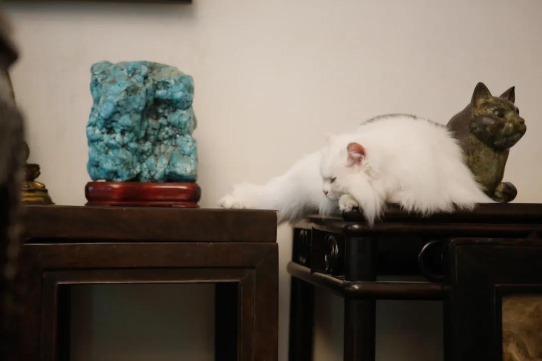 跟本喵同星座的两脚兽一定很“仙儿”