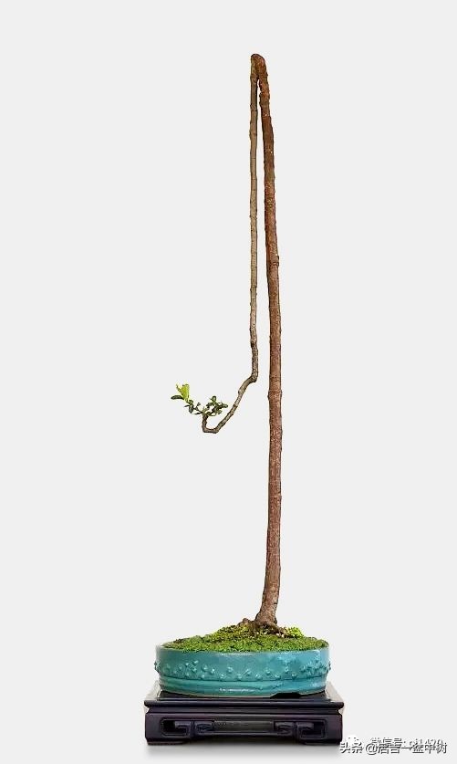 盆景跌价,盆景跌枝怎么解决
