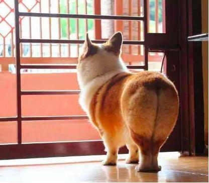 为什么狗狗社交要先闻屁股,狗狗一见面为什么会老是闻屁股