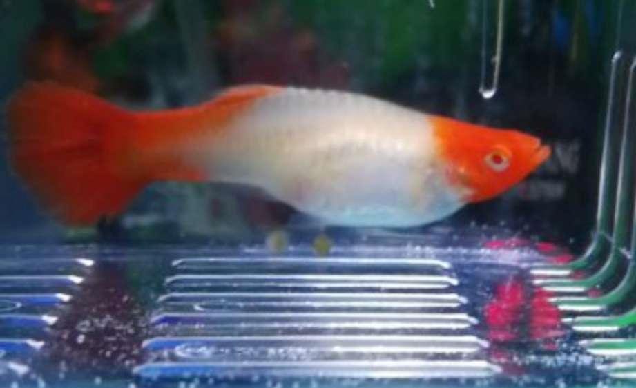 孔雀鱼摔得体内出血,孔雀鱼流产是什么样的