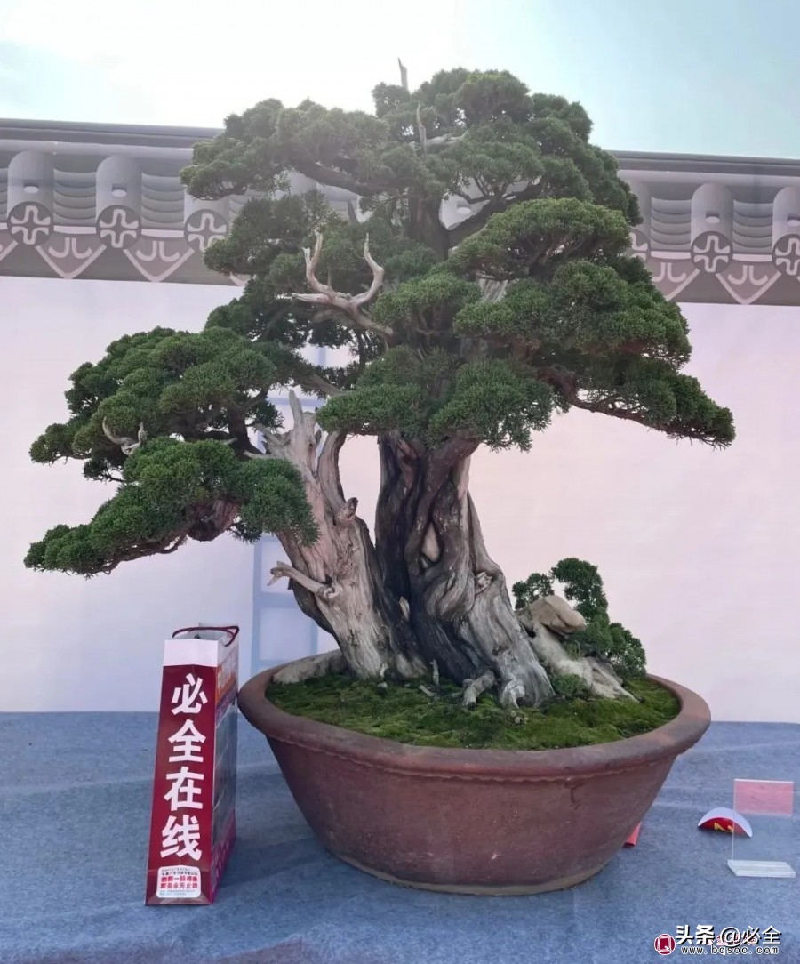 小庭院绿化植物品种大全 (园林景观绿植种类有哪些)