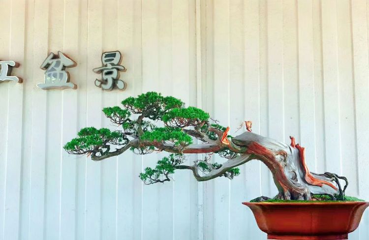 台湾真柏价格表,台湾真柏完整视频