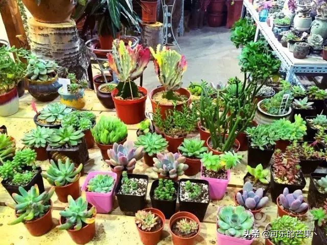 石家庄露天年货市场哪里有,石家庄哪个市场可以批发年货