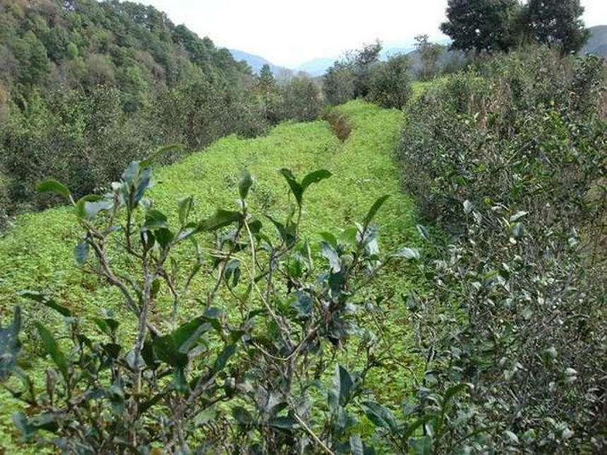 云南普洱茶区六大茶区,普洱茶茶区详细分布图