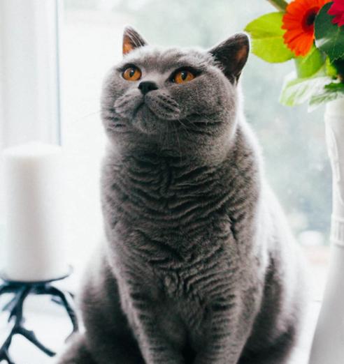 英国短毛猫缺点,英国短毛猫有哪些优缺点