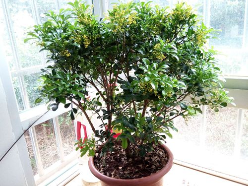 米兰花怎么养及注意事项,米兰花怎样养护才能长得好