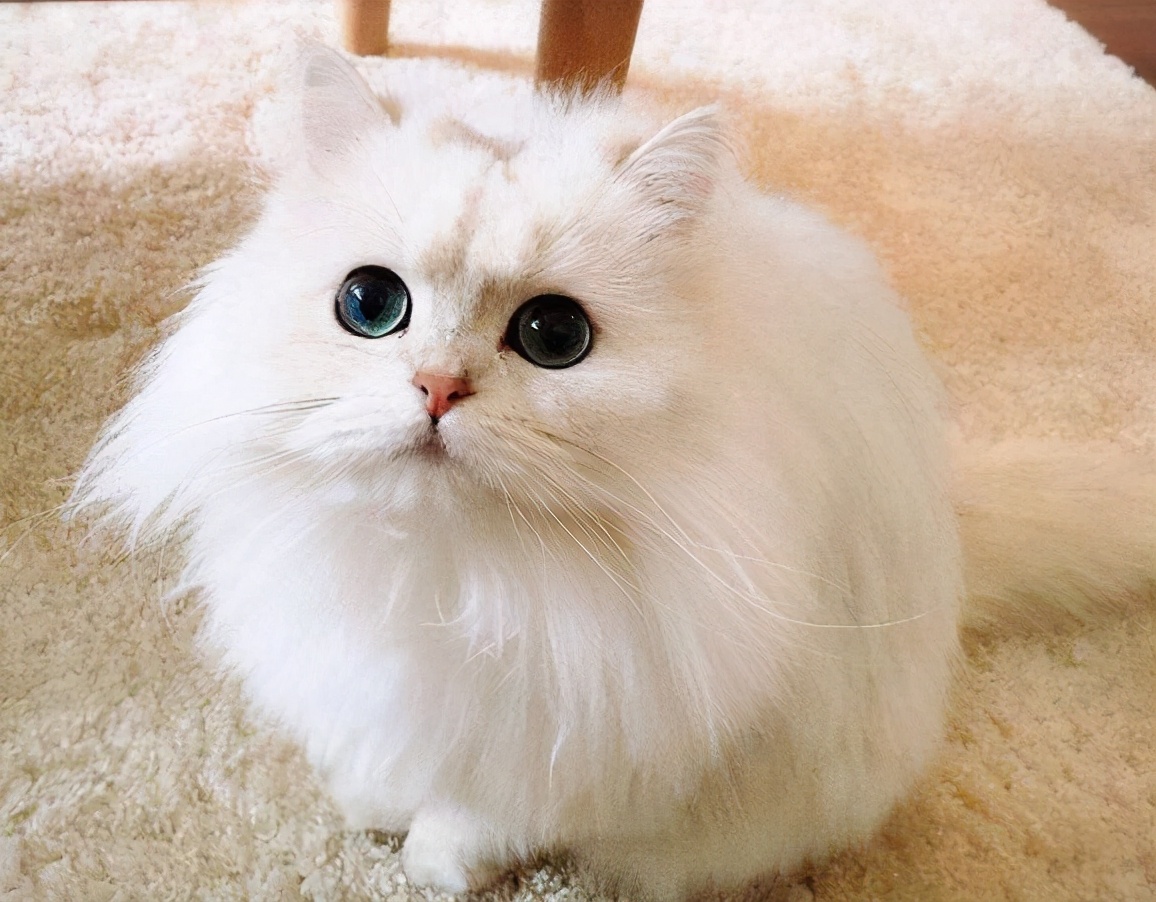 30种常见的猫,20种常见猫咪