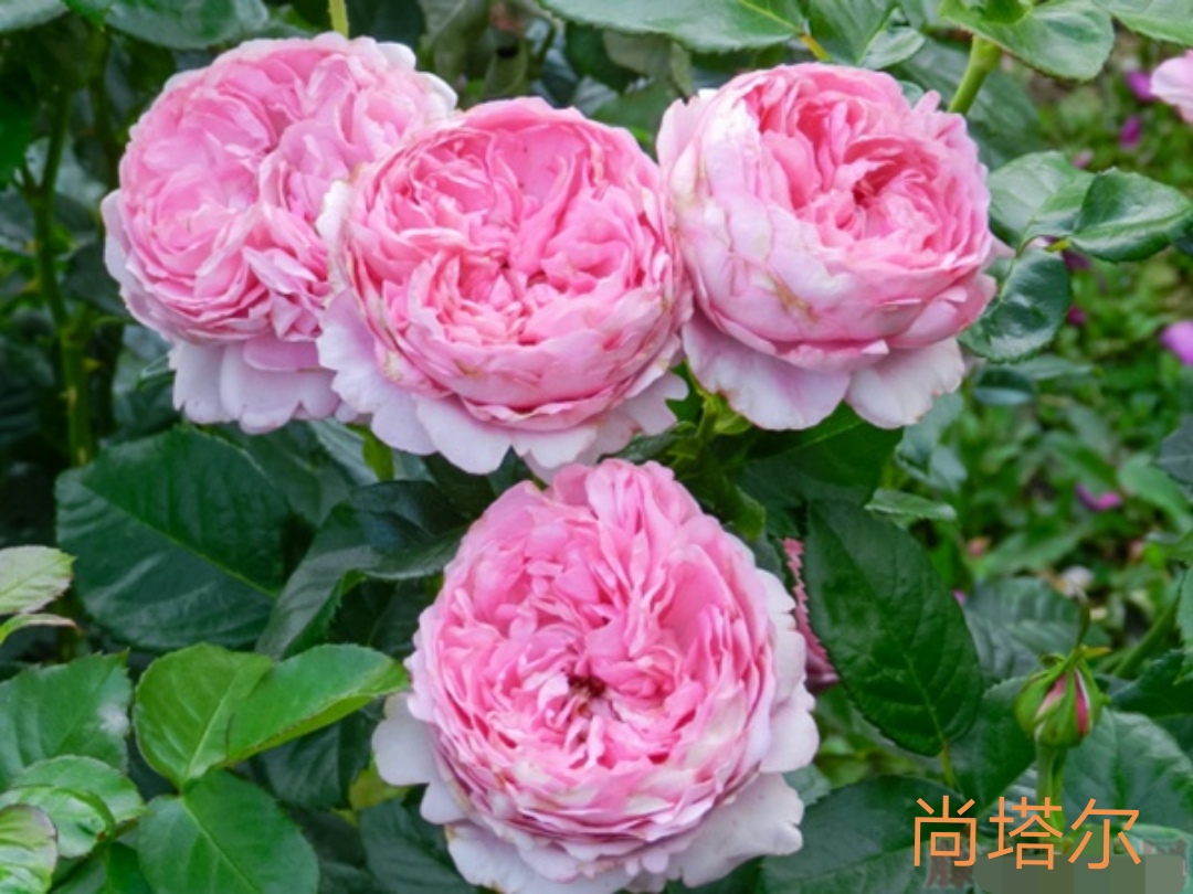 适合做切花的月季品种,十大公认最好切花月季