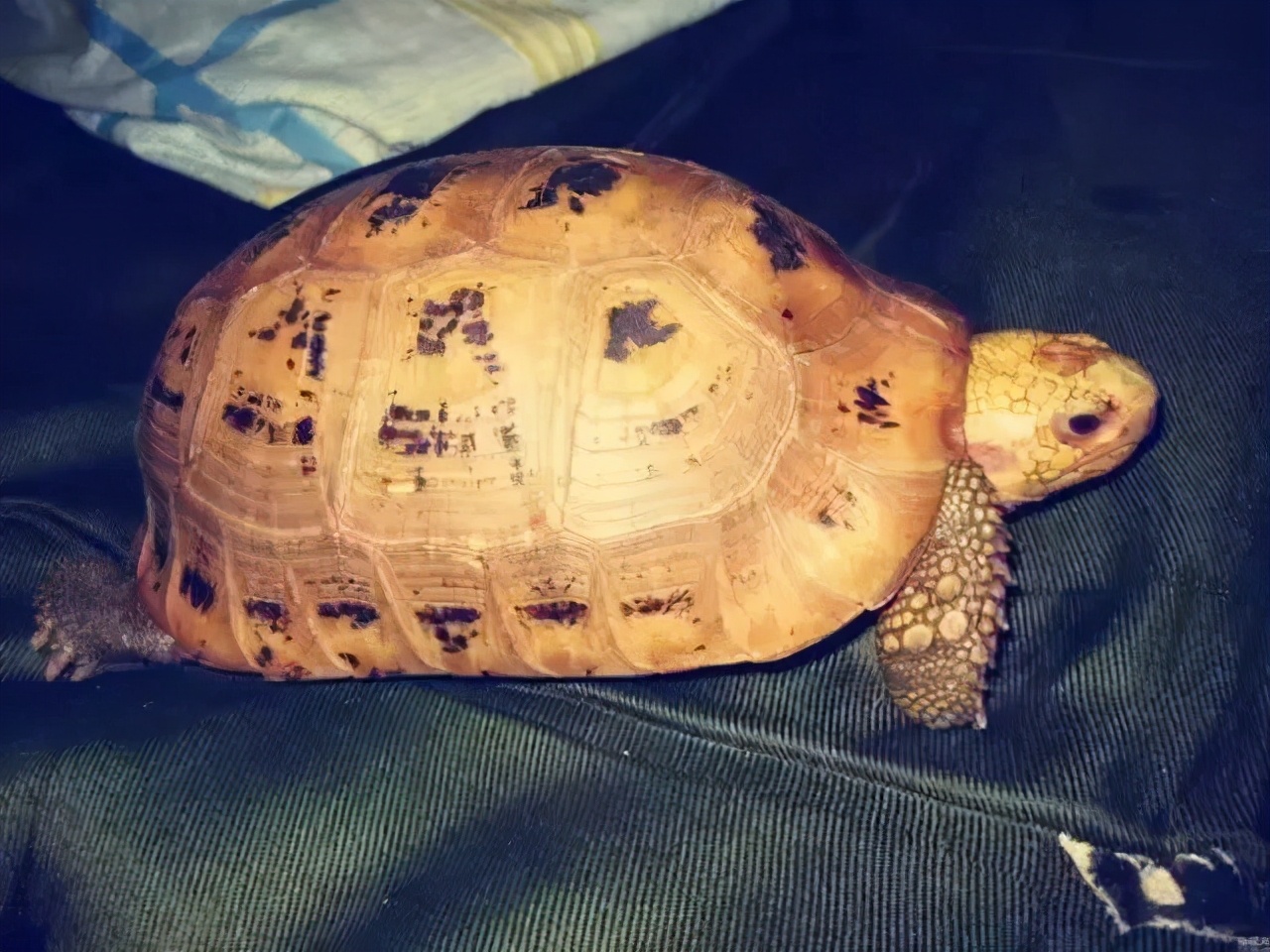 各种龟类图片大全大图,龟类展示会