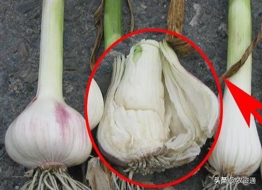 大蒜苗期撒施尿素的好处,大蒜收完蒜苔施肥一亩多少斤